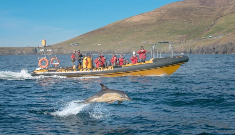 Dingle: Sea Safari by RIB Boat - Inclusions and Requirements