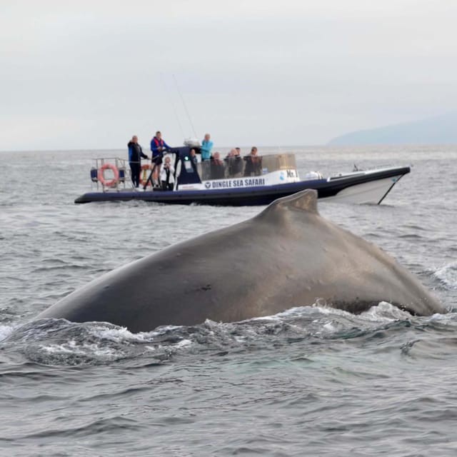 Dingle: Sea Safari by RIB Boat - Customer Reviews and Ratings
