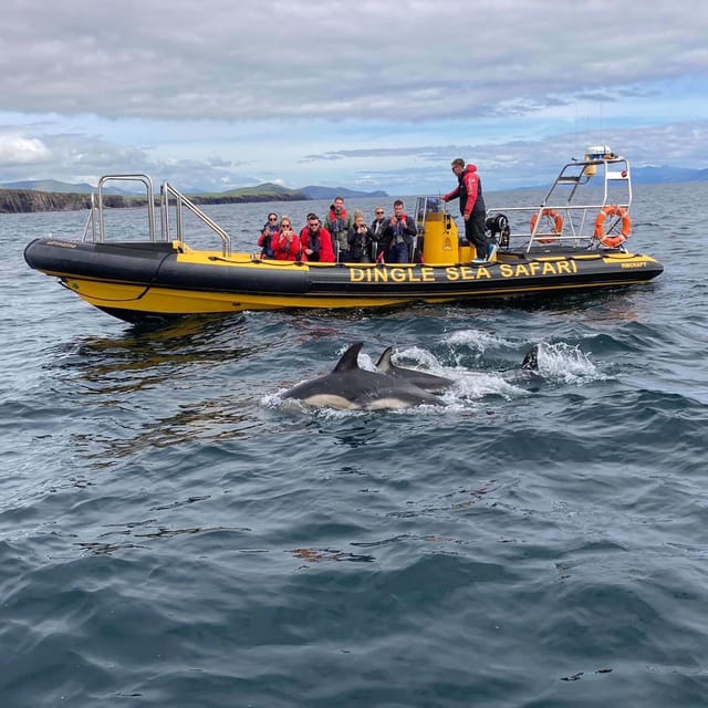 Dingle: Sea Safari by RIB Boat - Suitability Considerations