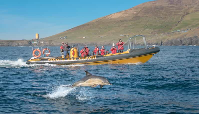 Dingle: Sea Safari by RIB Boat - Customer Reviews and Ratings