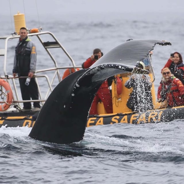 Dingle: Sea Safari by RIB Boat - Pricing and Duration