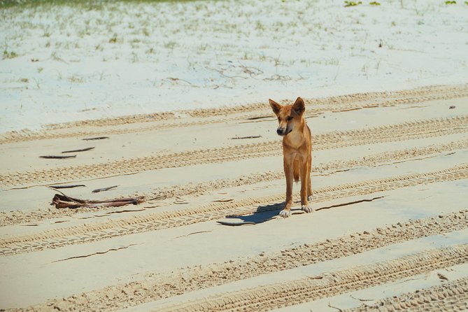 Dingos 3 Day KGari (Fraser Island) ​4WD Tag-Along Tour - Feedback and Guest Experiences