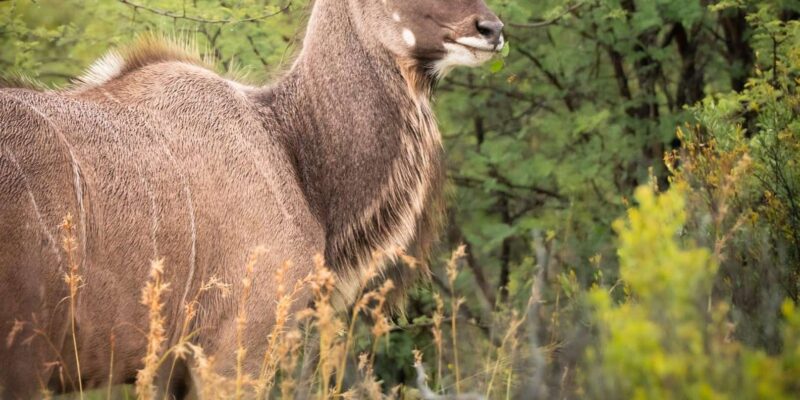 DINOKENG GAME RESERVE BIG 5 GAME DRIVE - Key Points