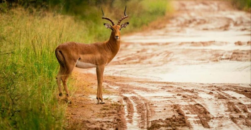 DINOKENG GAME RESERVE BIG 5 GAME DRIVE - Experience Highlights