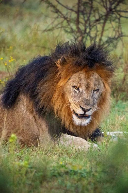DINOKENG GAME RESERVE BIG 5 GAME DRIVE - Transportation and Accessibility