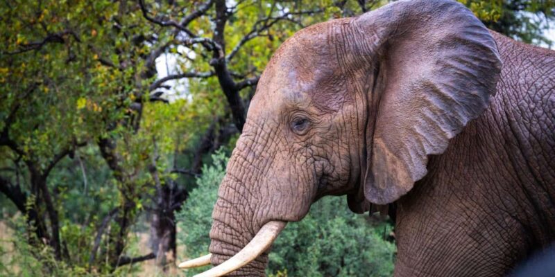 DINOKENG GAME RESERVE BIG 5 GAME DRIVE - Inclusions