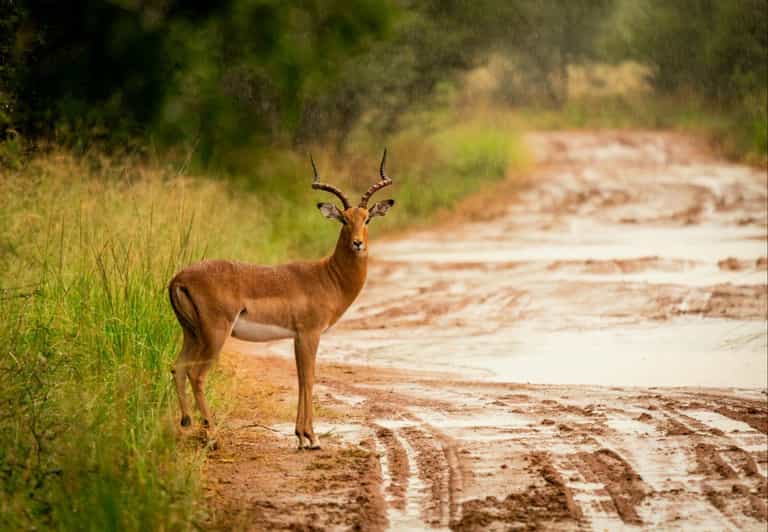 DINOKENG GAME RESERVE BIG 5 GAME DRIVE - Itinerary