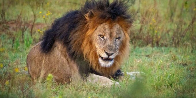 DINOKENG GAME RESERVE BIG 5 GAME DRIVE - Frequently Asked Questions