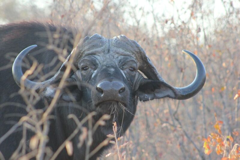 Dinokeng Game Reserve Halfday Safari - Key Points