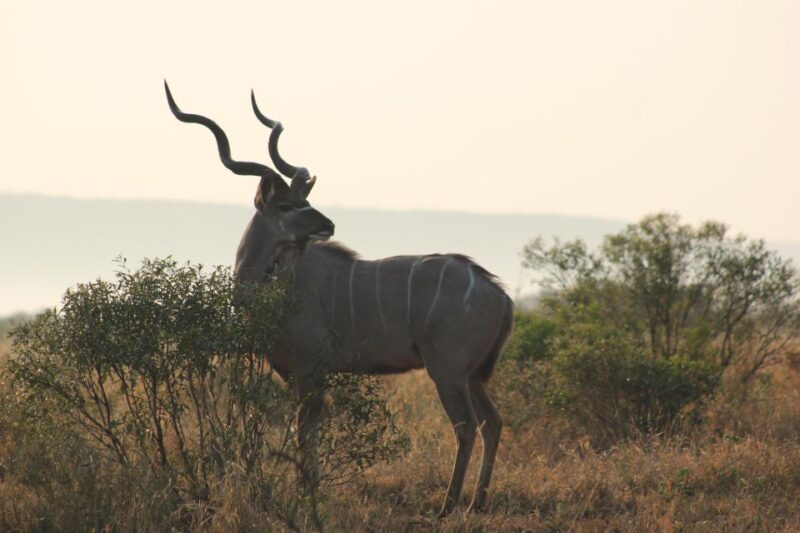 Dinokeng Game Reserve Halfday Safari - Inclusions