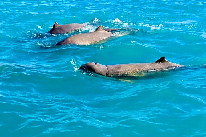 DINOSAUR ADVENTURE CRUISE - With Beachside Tapas and Cocktails - Reviews
