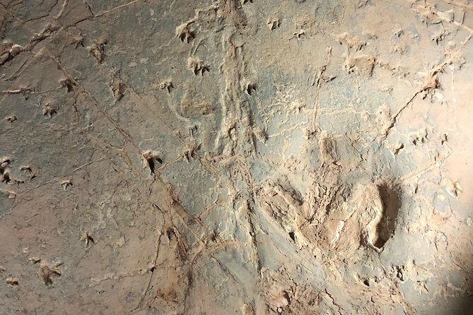 Dinosaur Stampede 3/4 Day Tour from Winton - Final Thoughts: Is It Worth It?