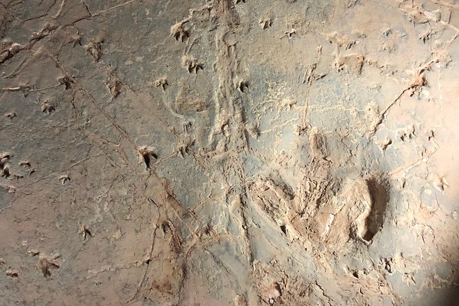 Dinosaur Stampede 3/4 Day Tour Including Merton Gorge - Discover the Ancient Dinosaur Footprints