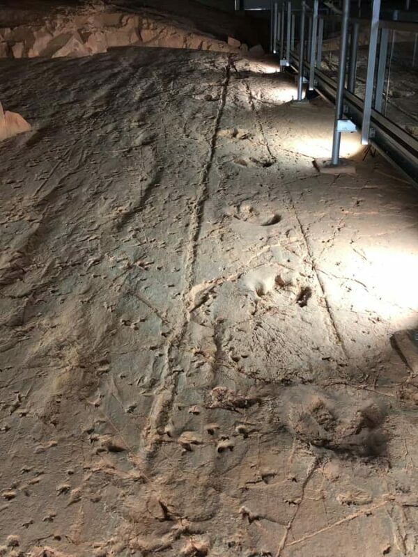 Dinosaur Stampede 3/4 Day Tour - Authentic Reviews: What Travelers Say