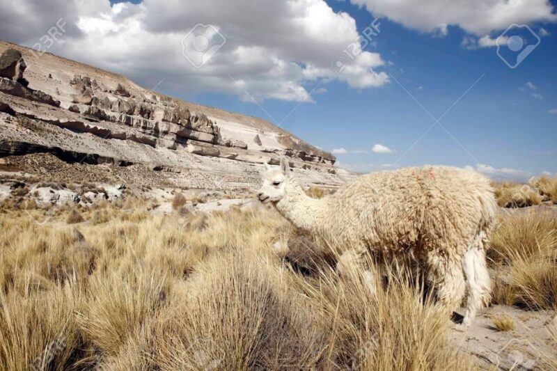 Direct Trip From Chivay to Puno. - Included Amenities