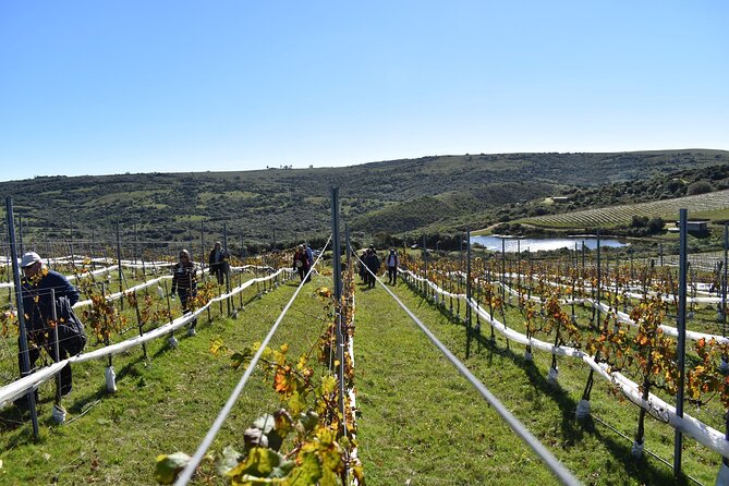 Discover a Hidden Vineyard off the Beaten Track! - Connecting With Global Destinations