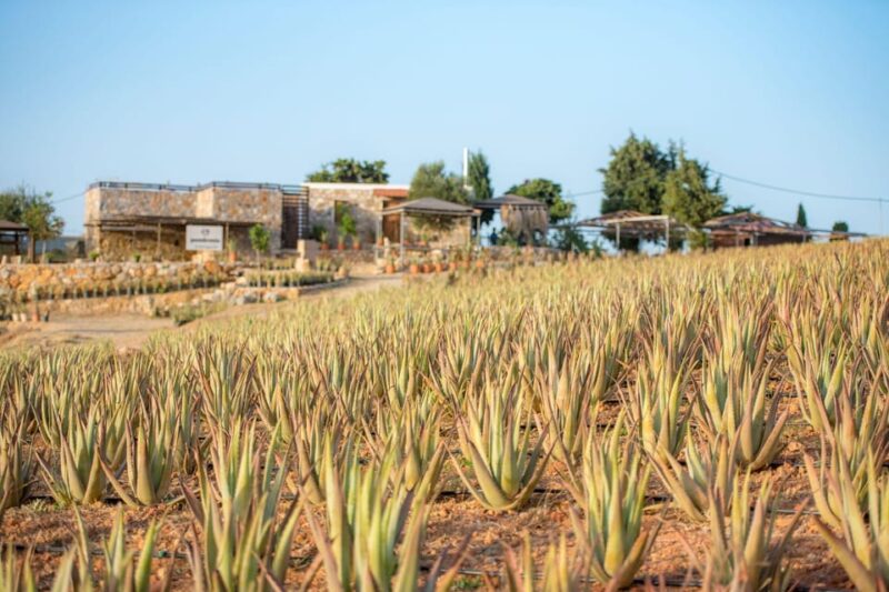Discover Aloe: A Farm Walk & Essential Oil Workshop - Key Points