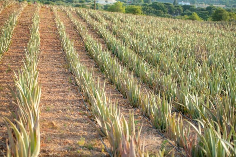 Discover Aloe: A Farm Walk & Essential Oil Workshop - Experience Highlights