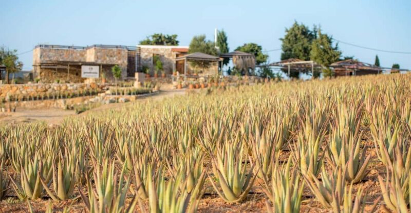 Discover Aloe: A Farm Walk & Essential Oil Workshop - Essential Oil Workshop