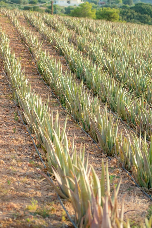 Discover Aloe: A Farm Walk & Essential Oil Workshop - Suitability and Accessibility