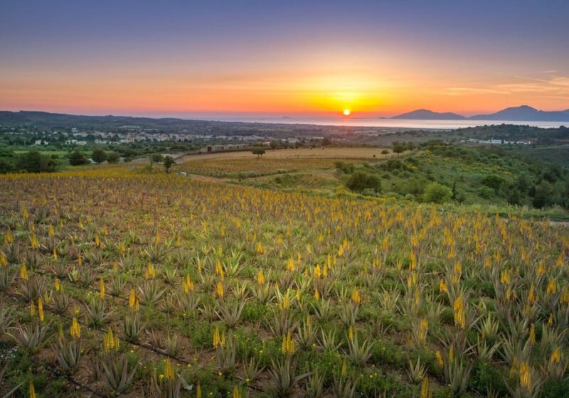 Discover Aloe: A Farm Walk & Essential Oil Workshop - Personalized Souvenir
