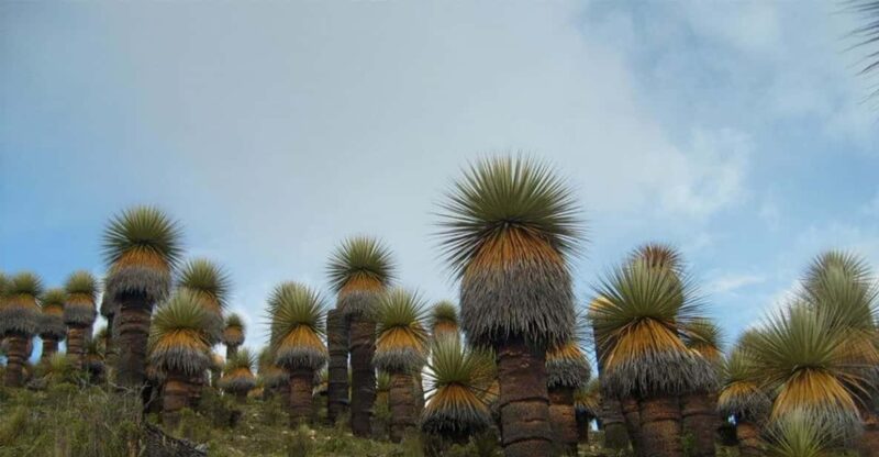 Discover Ayacucho: A 4-Day Historical Journey - Daily Itinerary Highlights