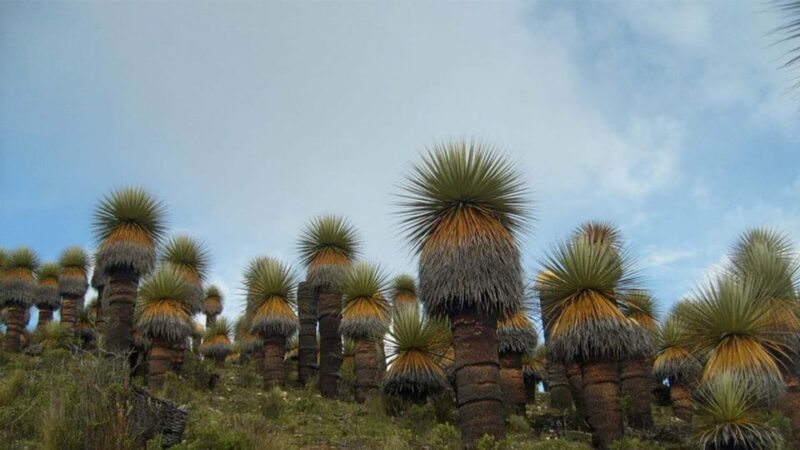 Discover Ayacucho: A 4-Day Historical Journey - Inclusions