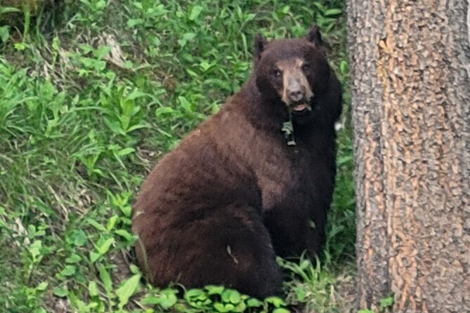 Discover Banff National Park - Day Trip - Confirmation and Accessibility Details