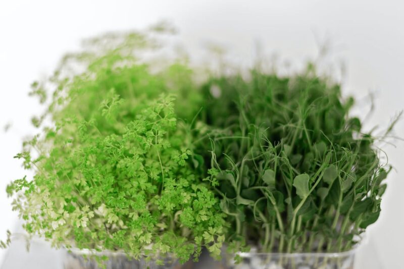 Discover Bangalores Secret Urban Farming Oasis - Learning and Community