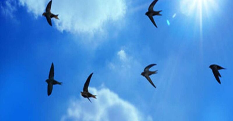 Discover Birds Nest Life, Making & Tasting Birds Nest Soup - Constructing Birds Nest Buildings