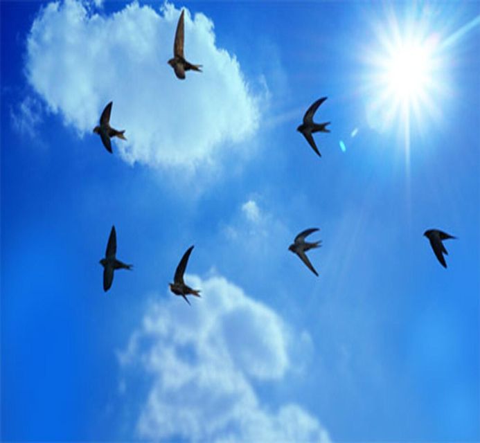 Discover Birds Nest Life, Making & Tasting Birds Nest Soup - Attracting Chim Yen to the Buildings