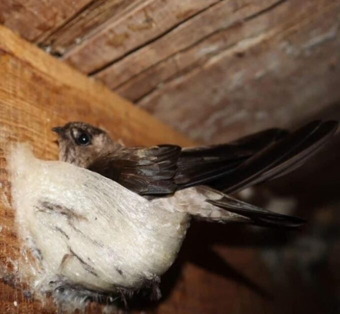 Discover Birds Nest Life, Making & Tasting Birds Nest Soup - Preparing Birds Nest Soup