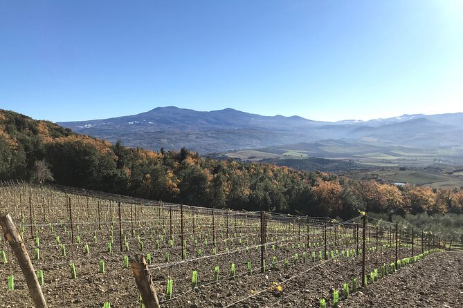 Discover Brunello Wines With Diwine Experience - Reviews and Ratings
