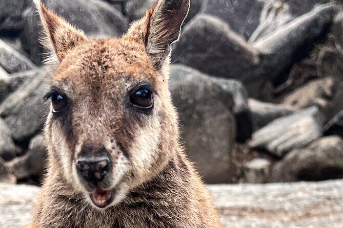 Discover Cairns Private Day tour with optional airport drop-off - FAQs