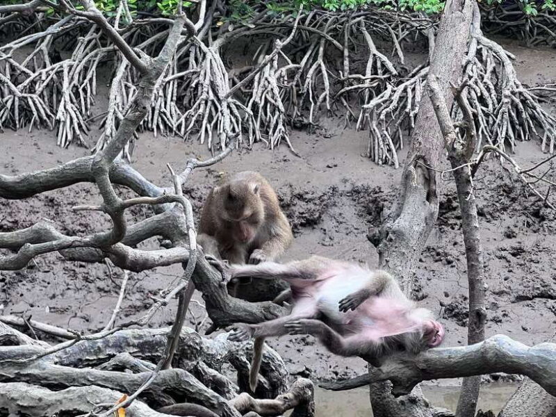 Discover Can Gio Mangrove Forest & Monkey Island 1 Day Tour - Tour Highlights