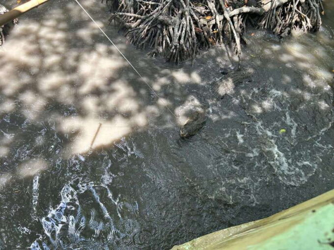 Discover Can Gio Mangrove Forest & Monkey Island 1 Day Tour - Customer Reviews