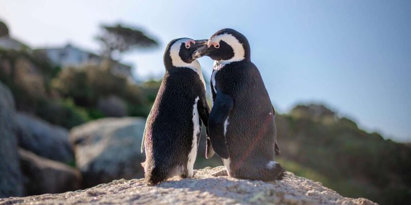 Discover Cape Town: A Luxurious 6-Day Tour Package - Key Points