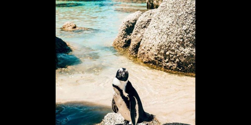 Discover Cape Town: A Luxurious 6-Day Tour Package - Exploring Cape Towns Rich History