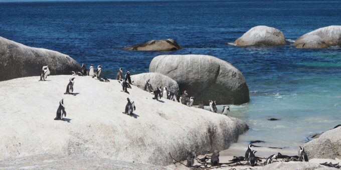 Discover Cape Town: A Luxurious 6-Day Tour Package - Thrilling Marine Adventures