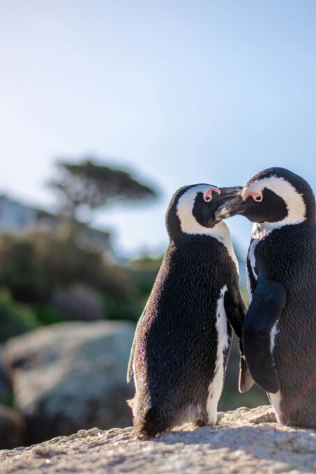 Discover Cape Town: A Luxurious 6-Day Tour Package - Personalized Farewell and Appreciation