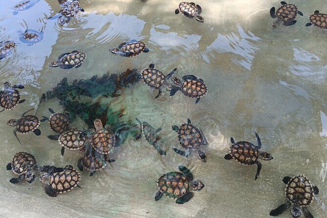 Discover Cascades & Turtle Experience with Yumi Tours - An Honest Look at the Tour Itinerary