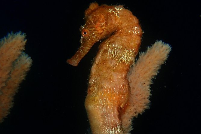 Discover Diving in Curacao - Course Overview