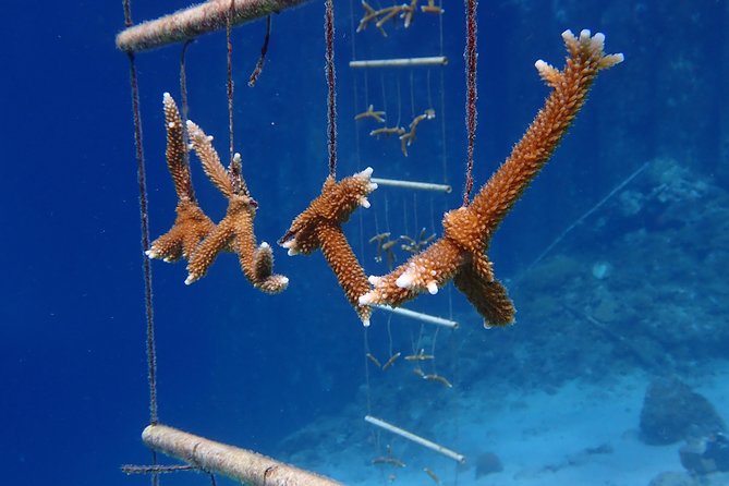 Discover Diving in Curacao - Final Dive Site