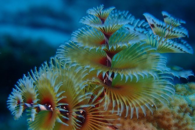 Discover Diving in Curacao - Customer Feedback