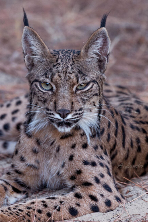 Discover Doñana & Iberian Lynx: Premium Nature Tour - Highlights of the Experience