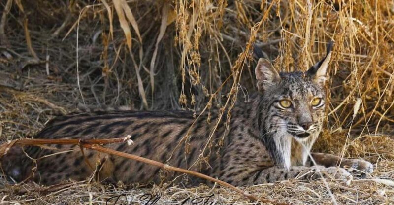 Discover Doñana & Iberian Lynx: Premium Nature Tour - Explore Iberian Lynx Habitat