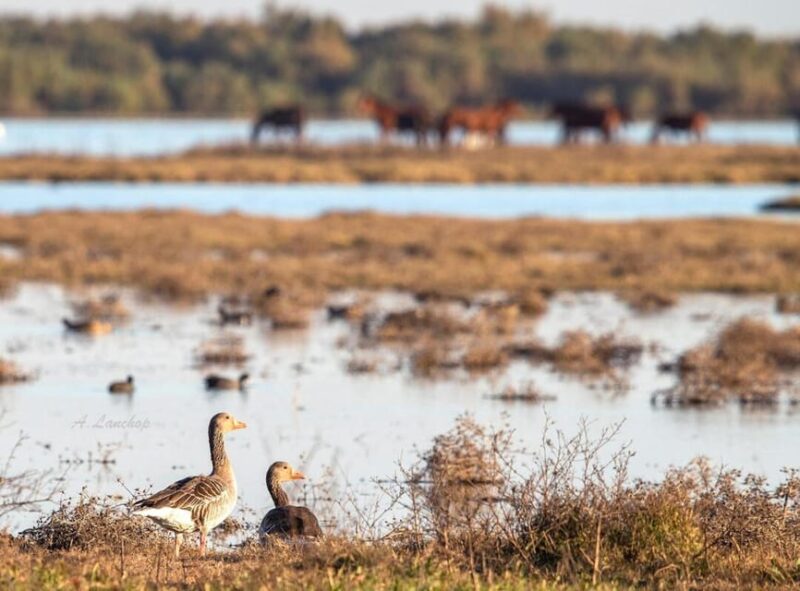 Discover Doñana & Iberian Lynx: Premium Nature Tour - Exclusive Access to Coto Del Rey