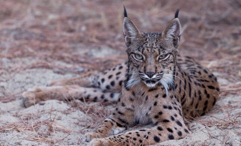 Discover Doñana & Iberian Lynx: Premium Nature Tour - Tour Details and Inclusions