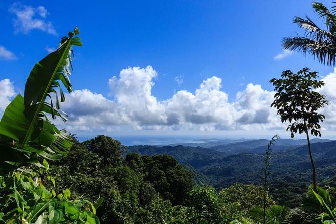 Discover El Yunque: Half-Day Rainforest Tour - Tour Inclusions