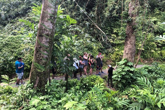 Discover El Yunque: Half-Day Rainforest Tour - Tour Schedule